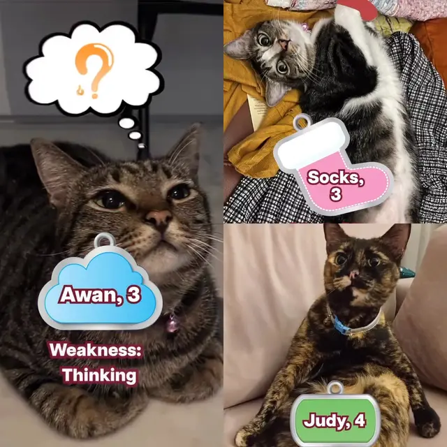 socks, awan, judy