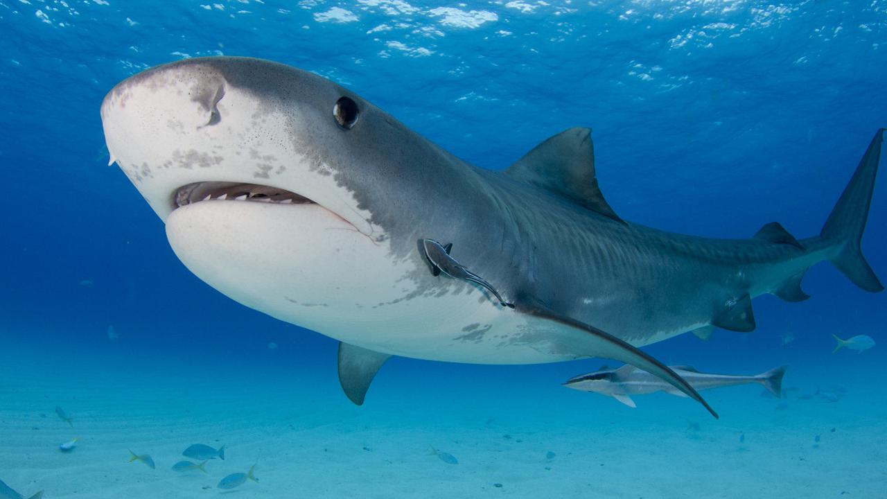 Kontroversi, Ini Sup Sirip Hiu, Tanpa Hiu Sebagai Sajian Imlek