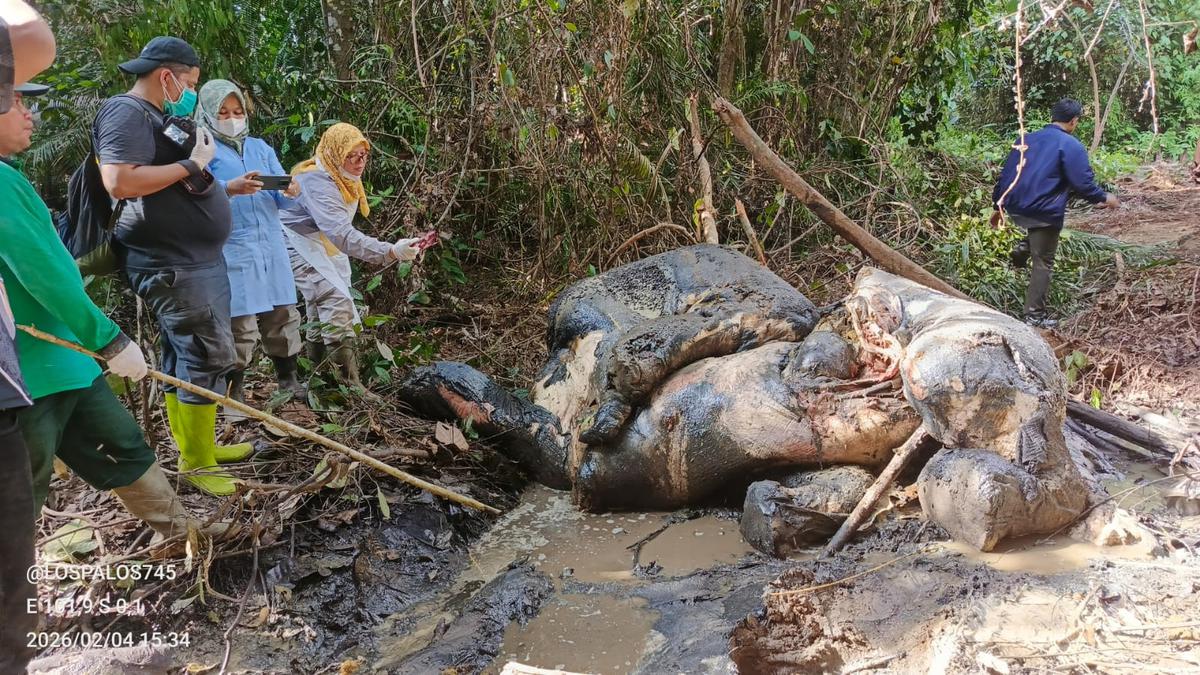 Kasus Gajah Sumatera Mati dengan Kepala Terpotong di Lahan Konsesi, PT RAPP Dipanggil Kemenhut