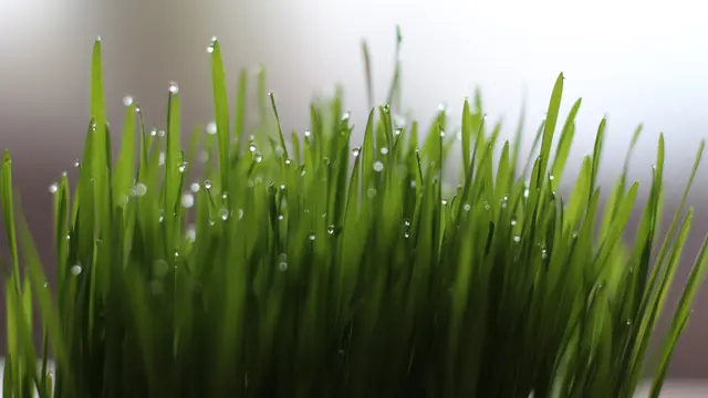 Cara menanam rumput gandum