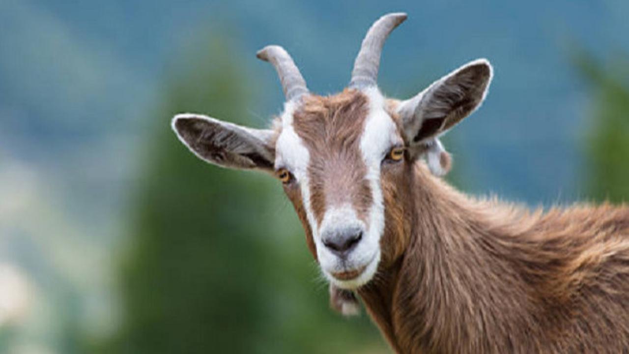 10 Jenis Kambing Terbaik yang Cocok untuk Kurban, Jangan Salah Pilih