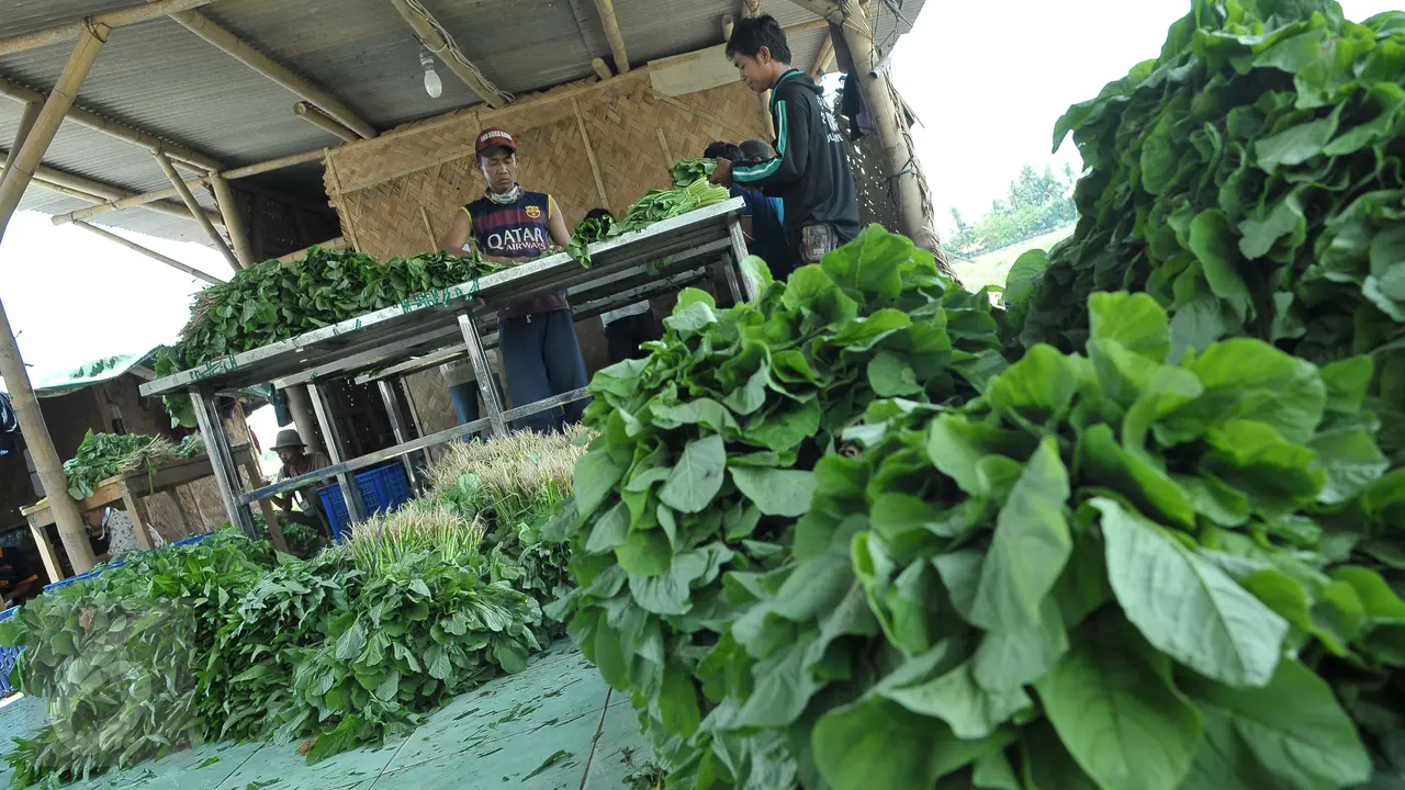 Petani Teluk Naga Hasilkan 5 Ton Sayuran per Hari