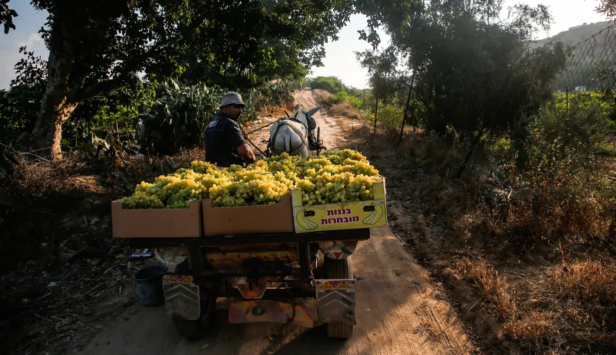 Petani membawa buah anggur menggunakan gerobak saat memanennya di sebuah pertanian di Kota Gaza, Palestina, Selasa (6/8/2019). Perubahan kondisi cuaca mengakibatkan hasil panen anggur tahun ini lebih rendah dari tahun lalu. (Mohammed ABED/AFP)