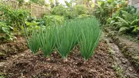 7 Tips Merawat Tanaman Bawang Merah agar Tidak Busuk Sebelum Waktu Panen dan Tumbuh Subur