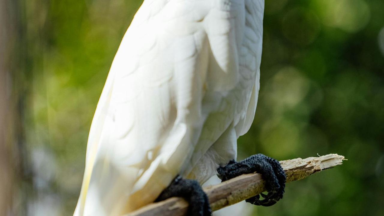 <b>Kakatua</b>
