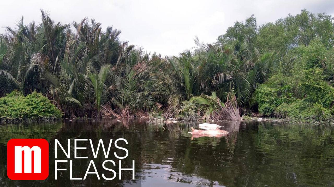 VIDEO: Ribuan Bangkai Babi Ditemukan Mengapung di Sungai dan Danau Sumut