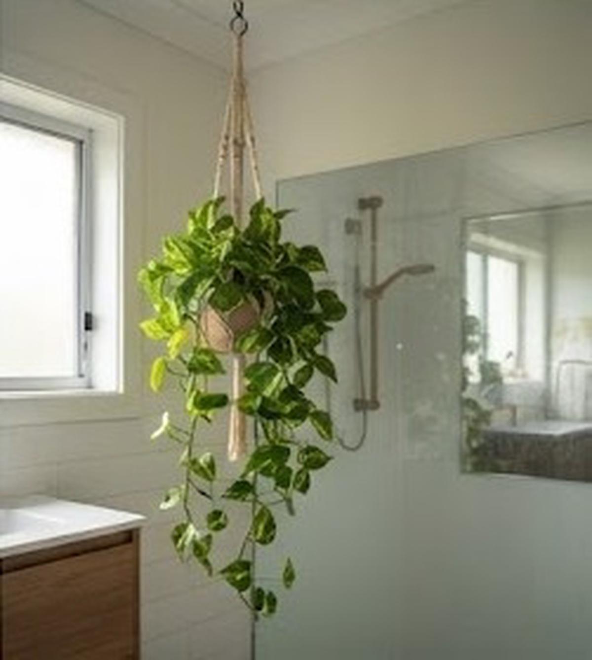 Pothos