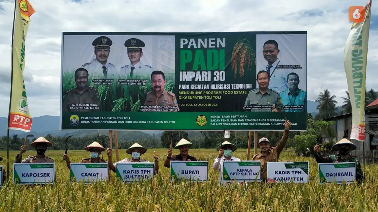 Panen perdana dengan varietas unggul di Tolitoli