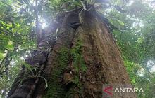 Taman Nasional Kutai Perkuat Konservasi Enam Flora Penting Penjaga Ekosistem Hutan