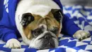 <p>Elwood, dimiliki oleh Jennie dan Jake Rohe untuk penilaian pada kontes "Drake Relays Beautiful Bulldog" tahunan di Des Moines, Iowa, 25 April 2022. Kontes ini dimulai dari perayaan Drake Relays di Universitas Drake di mana seekor bulldog adalah maskotnya. (AP Photo/Charlie Neibergall)</p>
