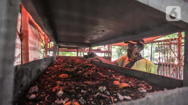 Budi Daya Maggot untuk Kurangi Sampah Organik