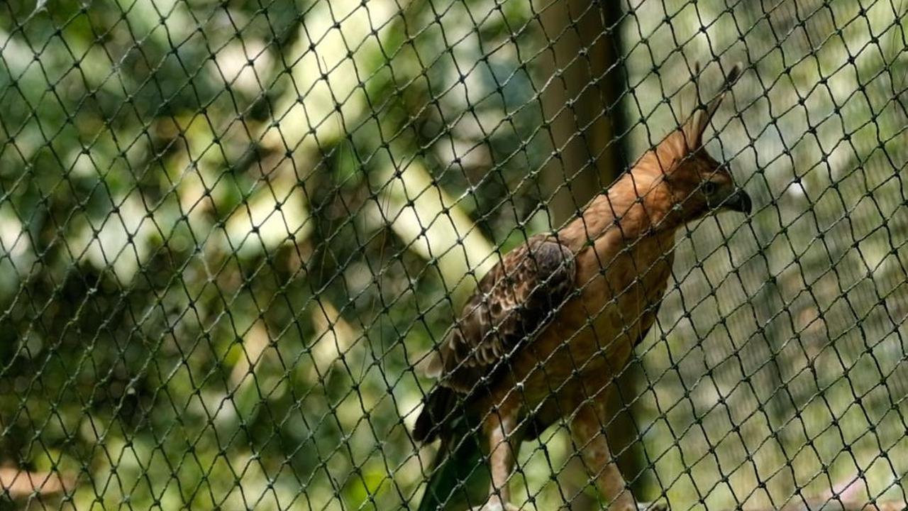 Elang jenis ular bido ini terdapat di hutan, perkebunan, dan padang rumput dengan ketinggian 700 hingga 2.000 meter di atas permukaan laut.