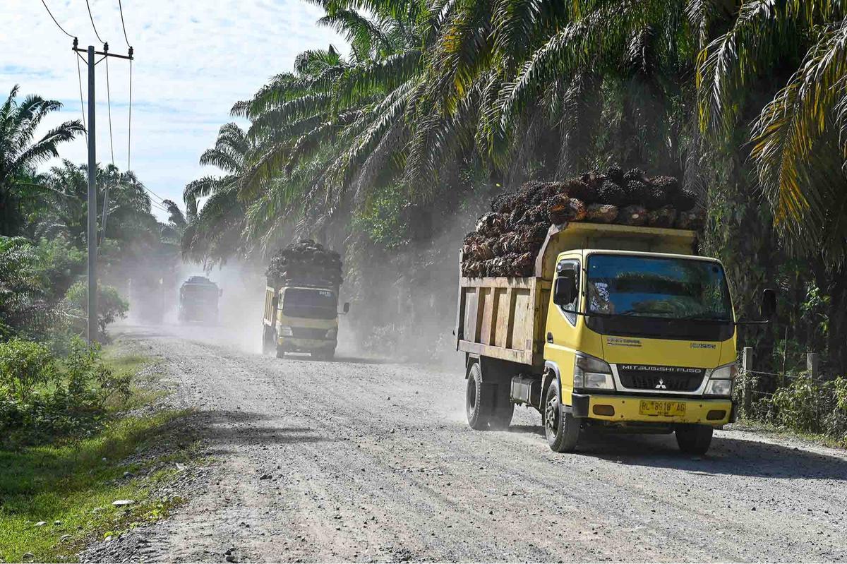 FOTO: Melihat Perkebunan Kelapa Sawit Rakyat Terbesar di Provinsi Aceh