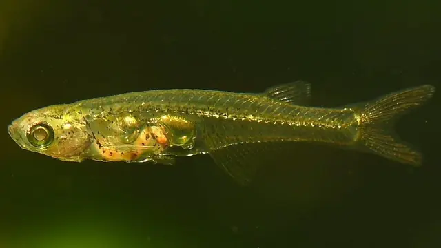 Ikan Kecil Bersuara Keras
