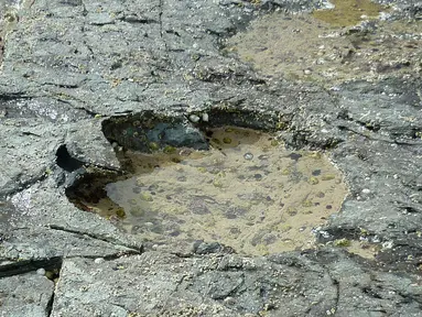 Foto yang dirilis Senin (2/4) memperlihatkan jejak kaki langka dinosaurus sauropoda di Isle of Skye, Skotlandia. Puluhan jejak dinosaurus yang berasal dari 170 juta tahun itu ditemukan di suatu laguna berlumpur. (HANDOUT/THE UNIVERSITY OF EDINBURGH/AFP)