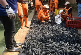 Petugas Sudin Ketahanan Pangan, Kelautan dan Pertanian Jakarta Selatan menangkap ikan sapu-sapu di kawasan Setu Babakan. (merdeka.com/Arie Basuki)