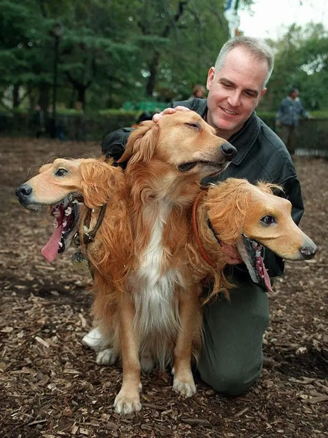 6 Kostum Halloween Anjing Ini Nyeleneh Banget, Seram-Seram Lucu