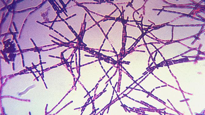 Bacillus anthracis, bakteri penyebab antraks (Wikipedia)