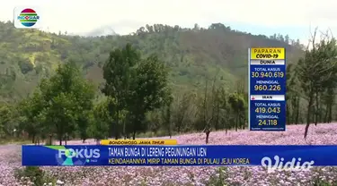 Tidak perlu jauh-jauh ke Pulau Jeju, Korea Selatan, jika ingin melihat keindahan taman bunga di lereng pegunungan. Di lereng Pegunungan Ijen, Bondowoso Jawa Timur, ada spot taman bunga yang tak kalah cantik yang sedang menyelimuti sejumlah titik.