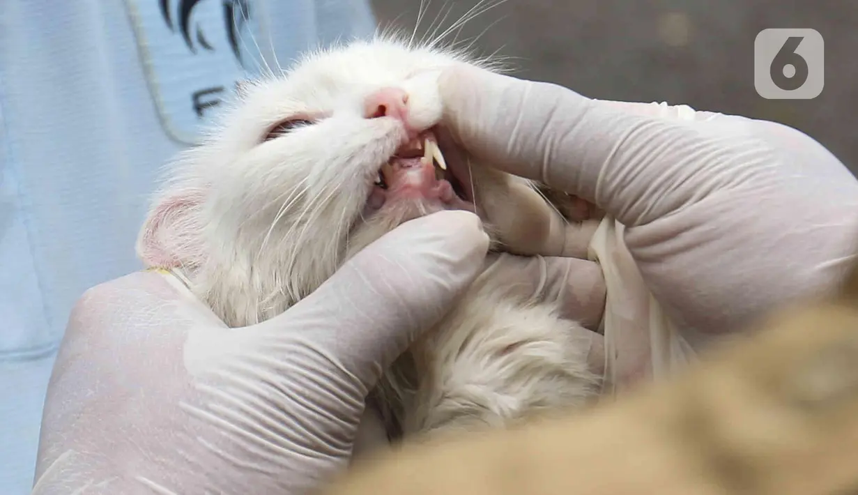 Petugas memeriksa kesehatan kucing di Pasar Barito, Jakarta, Senin (28/3/2022). Sudin KPKP Jakarta Selatan melakukan inspeksi kesehatan hewan di Pasar Barito meliputi penyemprotan disinfektan, pemeriksaan kesehatan hewan dan vaksinasi rabies gratis. (Liputan6.com/Herman Zakharia)