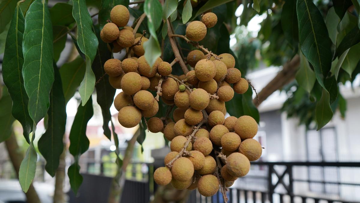 Cara Membuat Pohon Kelengkeng yang Hampir Mati Kembali Subur dengan Perawatan yang Tepat