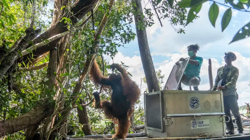 Jhon Si Orangutan