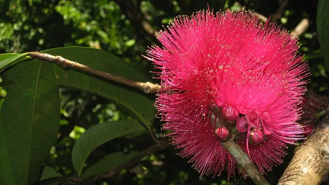 Bunga Jambu Bol