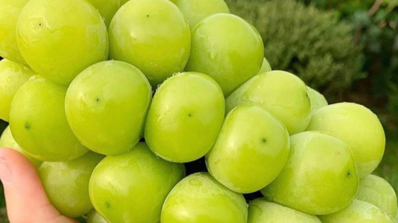 Shine Muscat: Si Manis Penyehat yang Kaya Manfaat