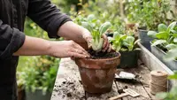 Cara Menanam Pakcoy dari Sisa Bonggol, Rahasia Berkebun Hemat untuk Pemula