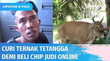 Kecanduan bermain aplikasi judi online membuat empat pemuda di Padang Pariaman nekat menjarah hewan ternak warga. Hasil curiannya tersebut digunakan untuk membeli chip atau koin digital judi online.
