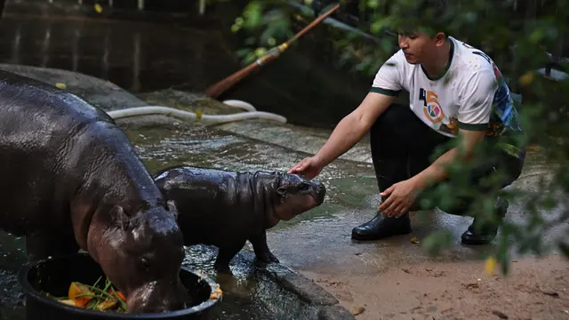 Antusiasme Pengunjung Kebun Binatang Khao Kheow Lihat Moo Deng, Bayi Kuda Nil yang Viral
