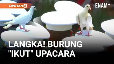 VIDEO: Peristiwa Langka, Burung Ikut Upacara Pengibaran Bendera