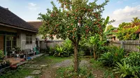 7 Pohon Buah yang Paling Menantang Jika Ditanam di Halaman, Strategi Perawatan Dibutuhkan