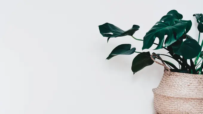 [Fimela] Tanaman Hias