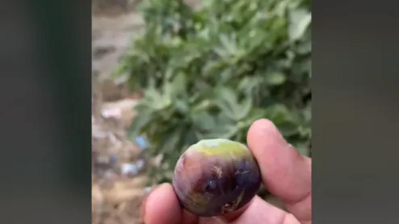 Bagi sebagian orang mungkin sudah mengetahui apa itu buah dari Surga. Namun, ada pula yang belum mengenal buah tersebut. Buah dari Surga tersebut adalah buah Tin (Ficus carica). <br>