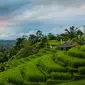 Desa Wisata Jatiluwih di Kabupaten Tabanan dengan pemandangan sawahnya yang indah. (dok. jatiluwih.id)