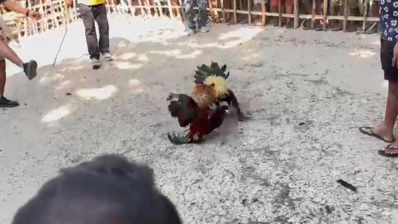 Beredar Video Kanit Reskrim Polsek di NTT Diduga Main Judi Sabung Ayam, Kini Diperiksa Propam