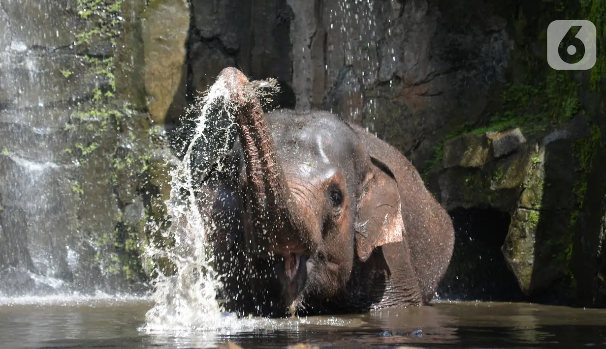 Gajah berendam dalam air di Taman Marga Satwa Ragunan, Jakarta  Sabtu (13//3/2021). Pengunjung dibolehkan masuk Taman Marga Satwa Ragunan dengan kapasitas 50 persen dari kapasitas normal. (merdeka.com/Imam Buhori)