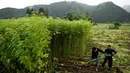 Dua pria sedang memanen tanaman ganja di sebuah perkebunan terbesar di Kanuma, Prefektur Tochigi, Jepang, 5 Juli 2016. Nantinya ganja tersebut dipanen untuk diolah kembali menjadi kain, tali ataupun kertas. (REUTERS/Issei Kato)