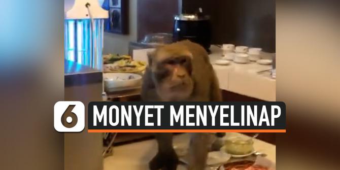 VIDEO: Monyet Menyelinap ke Lounge Bandara, Penumpang Pesawat Shock