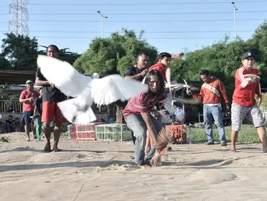 Warga melatih burung dara atau merpati kolongan di kawasan Papanggo, Jakarta, Rabu (29/1/2020). Burung merpati kolongan merupakan salah satu hobi warga Ibu Kota yang dapat menghasilkan uang hingga ratusan juta rupiah. (merdeka.com/Iqbal S. Nugroho)