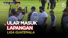 Berita Video, Momen Mengejutkan! Seekor Ular Masuk ke Lapangan di Liga Guatemala