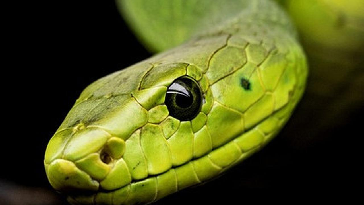 Arti Mimpi Melihat Ular Banyak tapi Tidak Menggigit, Bisa Jadi Pertanda