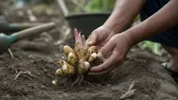 Cara Menanam Lengkuas agar Cepat Bertunas, Panduan Lengkap dari Pemilihan Bibit hingga Perawatan