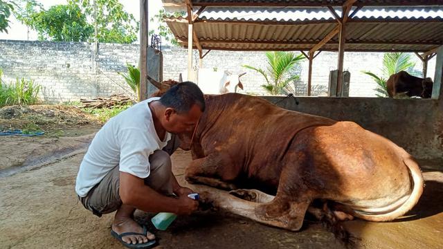 Peternak di Tuban merawat sapinya yang terpapar PMK. (Ahmad Adirin/Liputan6.com).