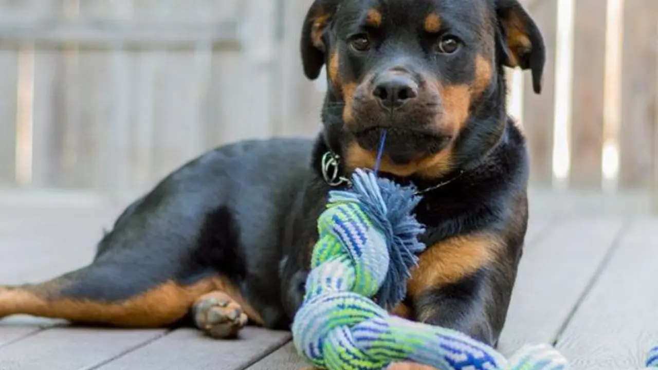 20 Anjing Rotweiller Ini Bisa Bikin Siangmu Jadi Ceria