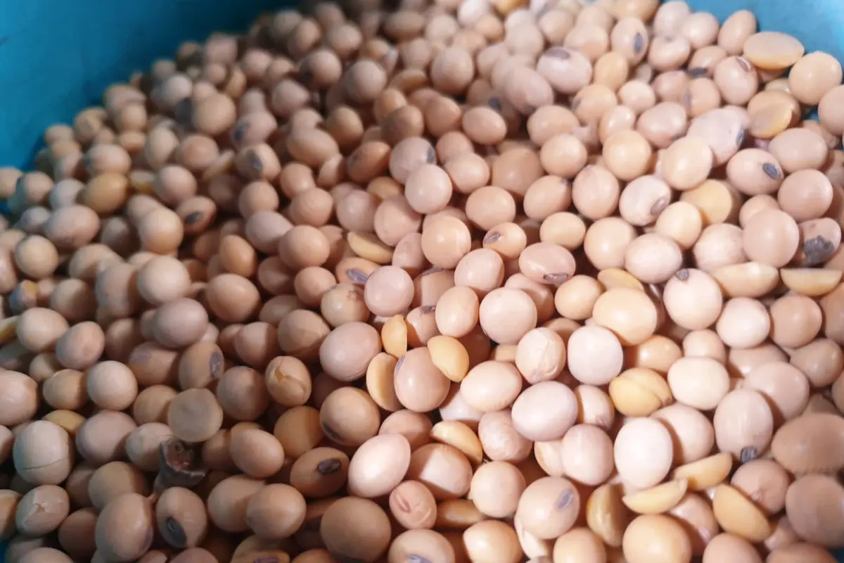 Para pedangan kacang kedelai di Garut, Jawa Barat mengaku keberatan dengan pemberian subsidi kacang kedelai yang diberikan pemerintah. (Liputan6.com/Jayadi Supriadin)