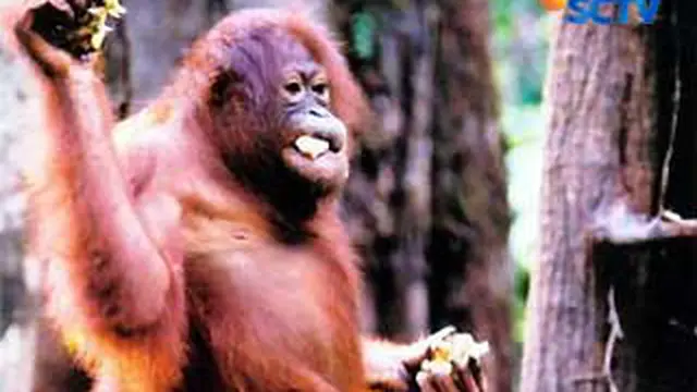 090811ctekno-orangutan.jpg