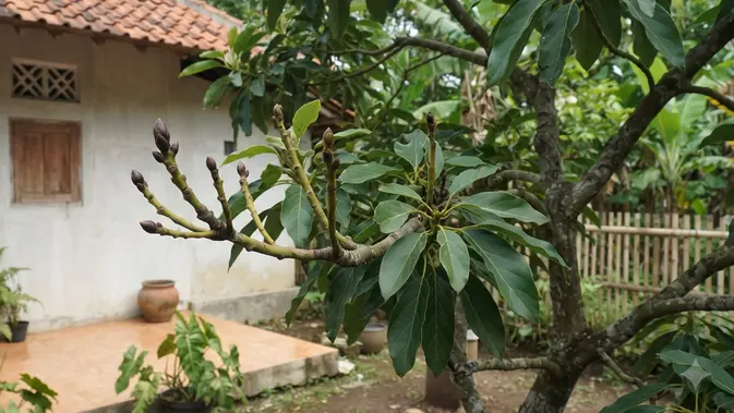 7 Ciri Pohon Alpukat Siap Berbuah, Jangan Salah Rawat agar Bunga Tak Rontok