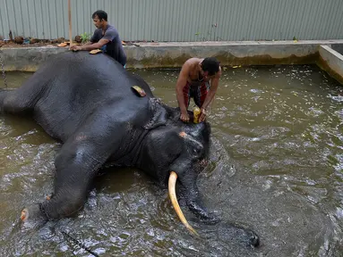 Pawang mencuci seekor gajah di Kolombo (9/8). Sri Lanka pada tanggal 8 Agustus mengumumkan rencana untuk secara substansial memperpanjang pagar listrik setelah gajah liar menewaskan 375 orang dalam lima tahun terakhir. (AFP Photo/Lakruwan Wanniarachchi)